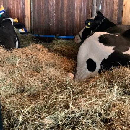 Veterinário descobre que vacas adoram ouvir música eletrônica