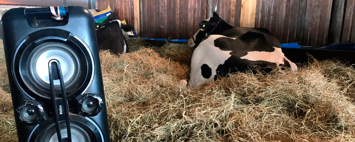 Veterinário descobre que vacas adoram ouvir música eletrônica