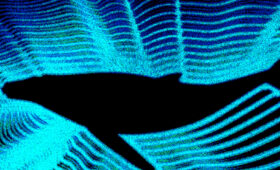 Como um biólogo marinho remixou o canto da baleia